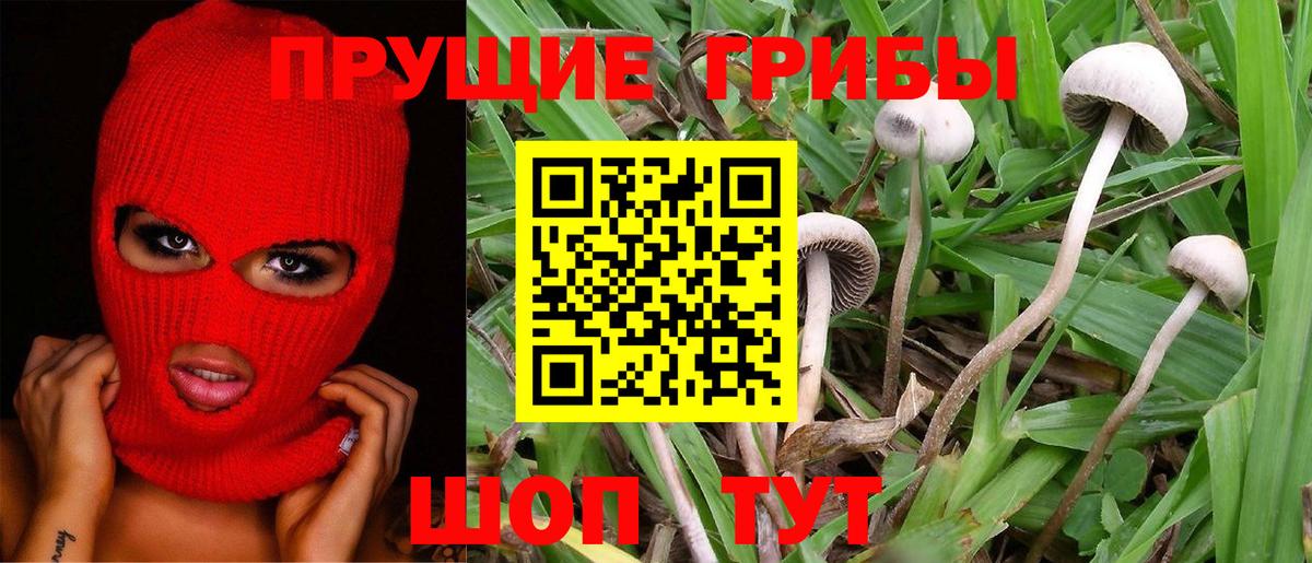 Славгород  Галлюциногенные грибы Psilocybine cubensis  Вход с VPN 